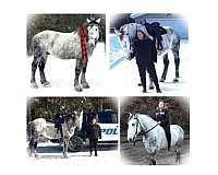 beginner-percheron-horse