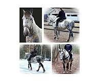 dappled-percheron-horse