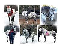 draft-percheron-horse