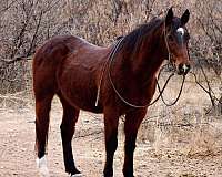 beginner-safe-quarter-horse