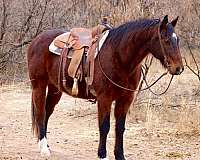 quarter-horse