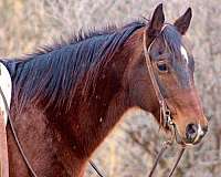 ranch-work-quarter-horse