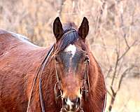 family-horse-quarter