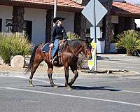 husband-safe-quarter-horse