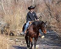 ranch-quarter-horse