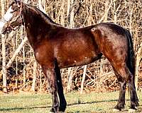 black-blaze-horse