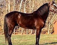 quarter-horse