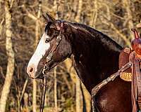 beginner-quarter-horse