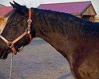 ranch-work-quarter-horse