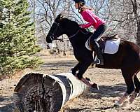 family-horse-quarter