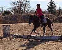 trail-quarter-horse