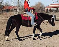 athletic-quarter-horse