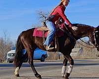 flemingsburg-quarter-horse