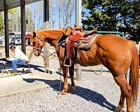 trail-trail-riding-quarter-horse