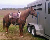 chestnut-quarter-horse-gelding