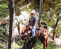 chestnut-trail-trail-riding-horse