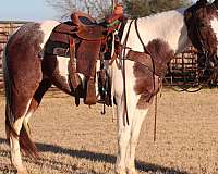 bay-tobiano-horse