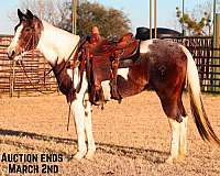 tobiano-horse