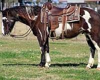 quarter-horse