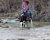 beginner-safe-quarter-horse