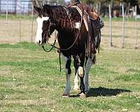 ranch-work-quarter-horse