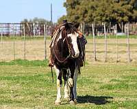 paint-quarter-horse