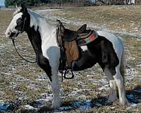 tobiano-gcdha-pony