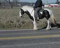 gcdha-gypsy-vanner-mare