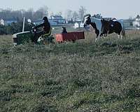 gcdha-gypsy-vanner-pony