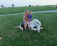 tobiano-black-white-pony