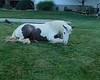 all-around-gypsy-vanner-pony