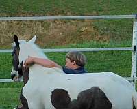 companion-gypsy-vanner-pony