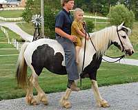 english-pleasure-gypsy-vanner-pony