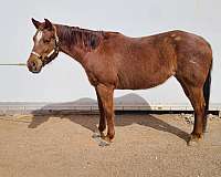 red-roan-star-horse