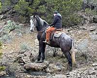 trail-quarter-horse