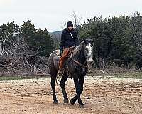 draft-quarter-horse