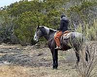 percheron-quarter-horse