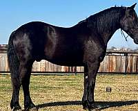 black-none-horse