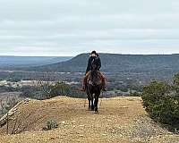 beginner-safe-quarter-horse