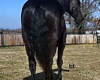 ranch-work-quarter-horse