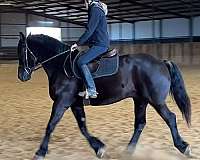 percheron-quarter-horse