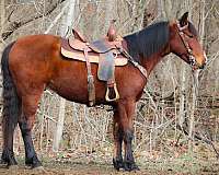 working-cat-percheron-horse