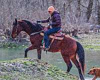 athletic-percheron-horse