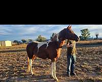 barrel-gymkhana-gelding