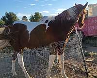 barrel-gymkhana-horse