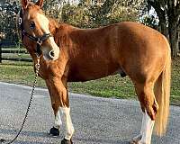 quarter-horse-gelding