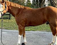 quarter-horse-for-sale