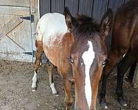 double-registered-mare-weanling