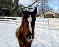 appaloosa-filly