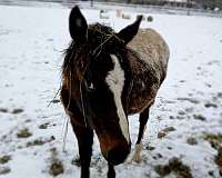 appaloosa-horse-for-sale